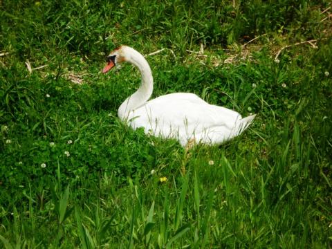 河原では白鳥が羽を休めていた