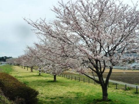 手賀沼遊歩道のさくら並木