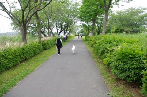 手賀沼遊歩道(我孫子市側)