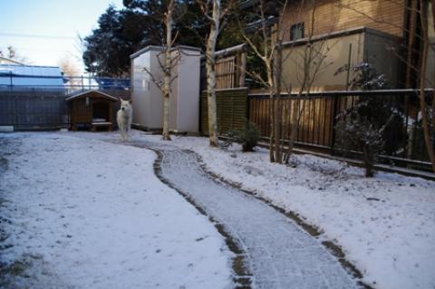 うちの庭もうっすらと雪化粧
犬はよろこび・・・・ ちっともよろこんでない