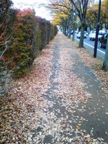 ♪ 枯葉よ~ 枯葉よ~