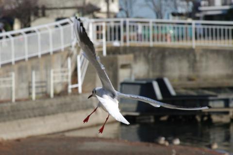 飛びもの トリミングあり
この大きさならなんとか見られるが、ボケボケ