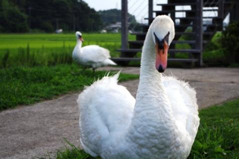 今日も遊歩道に白鳥がいた。近づくと「ジー」と威嚇された。