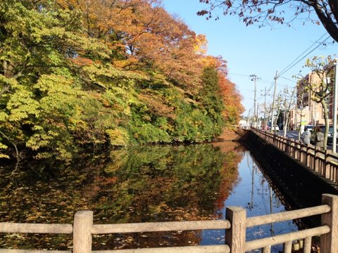 市内はまだまだ紅葉していません