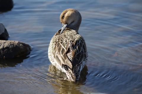 毛繕いをしているカモ
ピントが羽根に合ってしまい、顔が少しぼけてしまった
鳥などの写真は、目にピントを合わせるのだそうだ