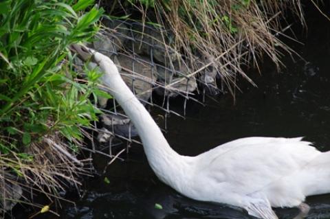 ヒドリ橋には白鳥の親子がいた。
子どもたちは岸の草や笹の葉を食べていた。
この子の羽根はちょっと傷ついているようだが、大丈夫だろうか。