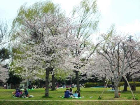 ふるさと公園のさくらも8分咲き
お花見の人で賑わっていた