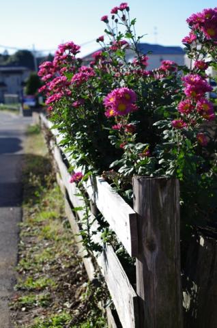 道ばたの花