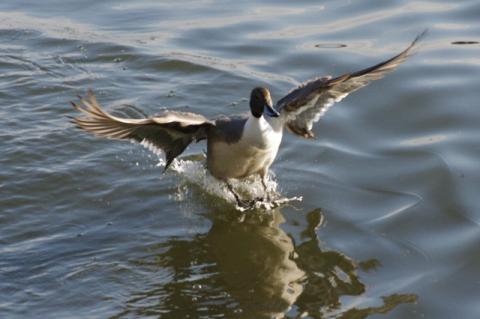 カモの着水 トリミングあり