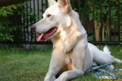 外犬なのでいつもはひとりぼっちだが、今日は家族と一緒で楽しそうなケンタ