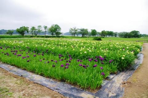 まだ咲き始めたばかりのあやめ