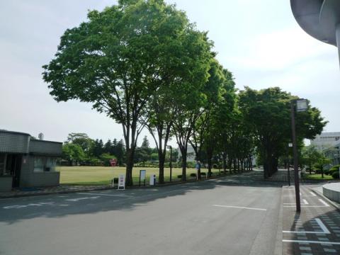 並木道の左側には、芝生が敷き詰められた広大なキャンパスが広がっている