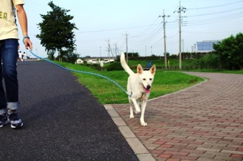今日の夕方は涼しくて、ワンコにとっても快適な散歩日和だった。